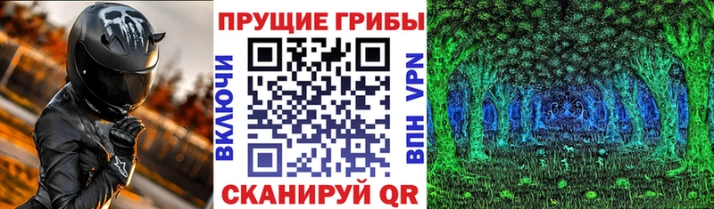 Купить  Камышлов  Галлюциногенные грибы Psilocybine cubensis 
